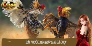 Khám Phá Bài Thuốc Xoa Bóp Cho Gà Chọi Dai Sức