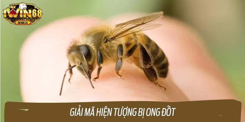 Bị ong đốt phản ánh nhiều ý nghĩa dựa theo góc độ tâm linh