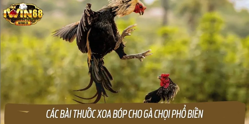 Gợi ý một số bài thuốc xoa bóp cho gà đá hiệu quả