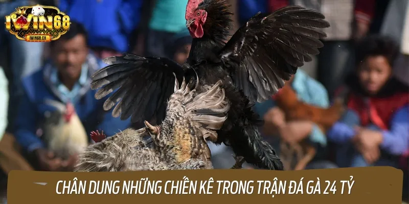 Hai chiến kê đều là những con gà có phong độ thi đấu ấn tượng