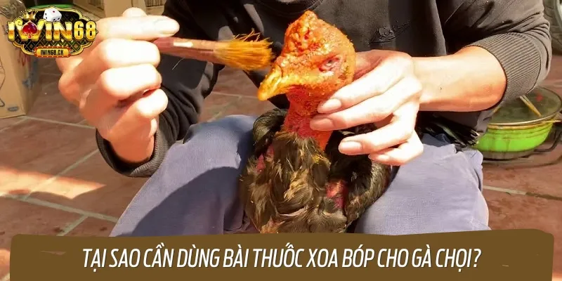 Bài thuốc xoa bóp cho gà chọi đem lại nhiều ưu điểm nổi bật