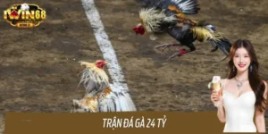 Chấn Động: Trận Đá Gà 24 Tỷ Gây Sốc Giới Đỏ Đen Việt Nam